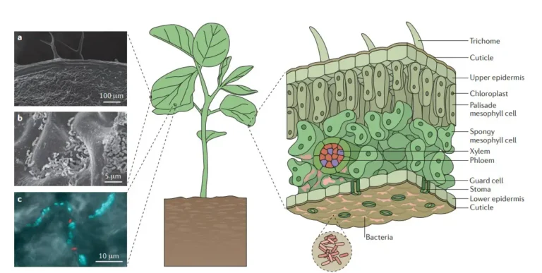 Phyllosphere Microorganisms - Examples, Factors, Effects