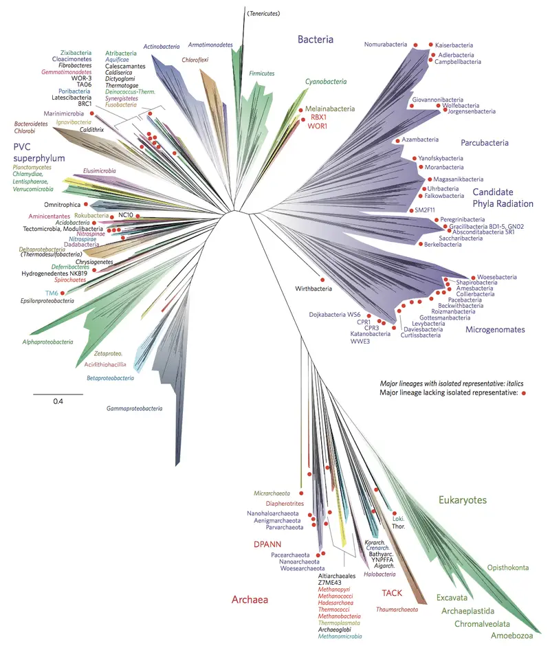 Phylogeny - Definition, Importance, Limitations, Examples - Biology ...