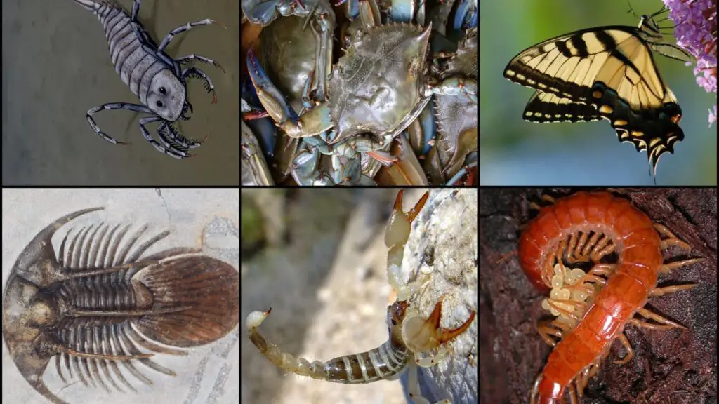 Phylum Arthropoda - Definition, Classification, Characteristics ...