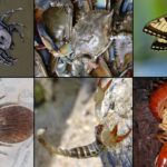 Phylum Arthropoda Definition, Classification, Characteristics, Examples