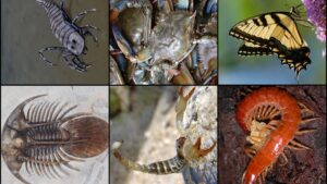 Phylum Arthropoda – Definition, Classification, Characteristics, Examples