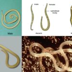 Phylum Aschelminthes Definition, Examples, Characteristics