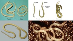 Phylum Aschelminthes – Definition, Examples, Characteristics