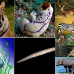 Phylum Chordata Definition, Characteristics, Classes
