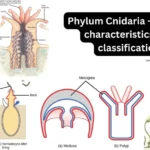 Phylum Cnidaria - General characteristics and classification