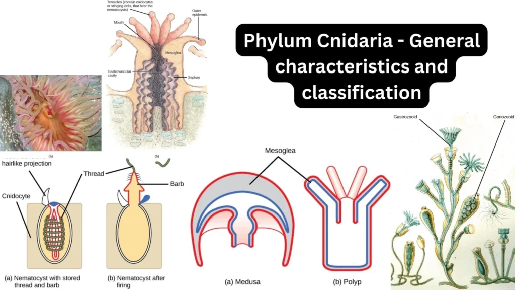 Phylum Cnidaria - General characteristics and classification