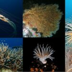 Phylum Coelenterata (Cnidaria) Definition, Classification, Characteristics