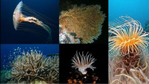 Phylum Coelenterata (Cnidaria) – Definition, Classification, Characteristics