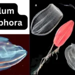 Phylum Ctenophora - Characteristics, Classification, Examples