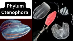 Phylum Ctenophora – Characteristics, Classification, Examples, Evolutionary significance