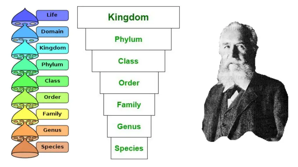 Phylum - Definition, Importance, Examples - Biology Notes Online