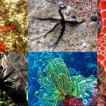 Phylum Echinodermata - Definition, Classification, Characteristics, Examples