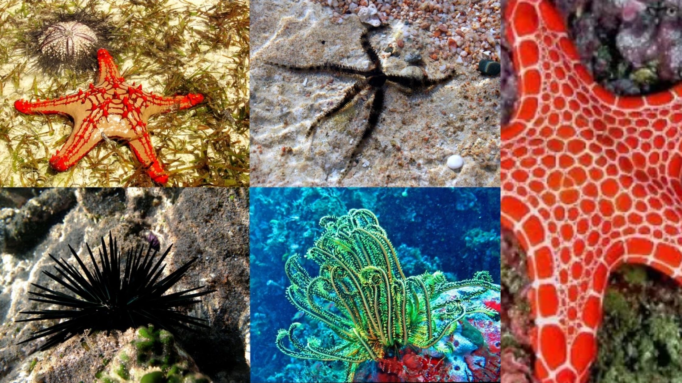 Phylum Echinodermata - Definition, Classification, Characteristics, Examples