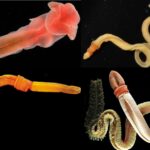 Phylum Hemichordata - Definition, Classification, Characteristics, Examples