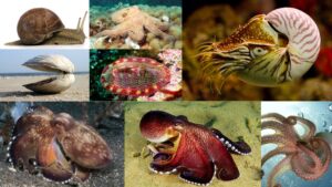 Phylum Mollusca – Classification, Definition, Characteristics, Examples