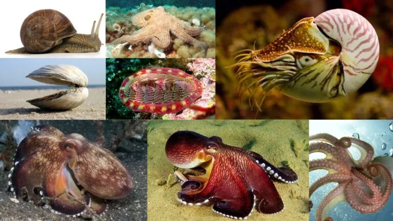Phylum Mollusca Classification, Definition, Characteristics, Examples