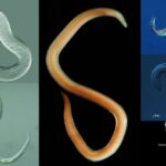 Phylum Nematoda - Classification, Definition, Characteristics, Examples