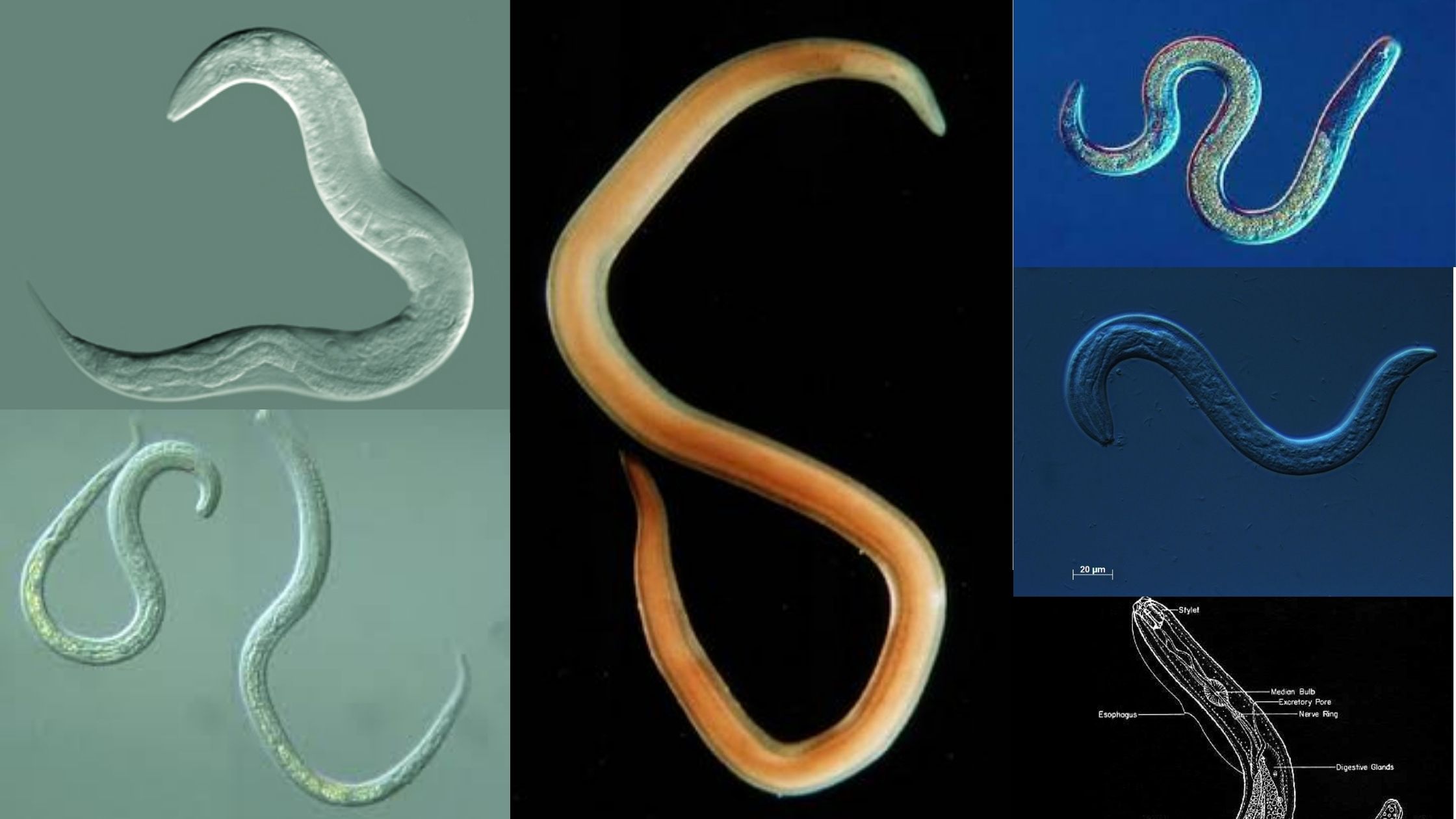 Phylum Nematoda - Classification, Definition, Characteristics, Examples