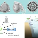 Phytoplankton - Definition, Types, Importance, Example