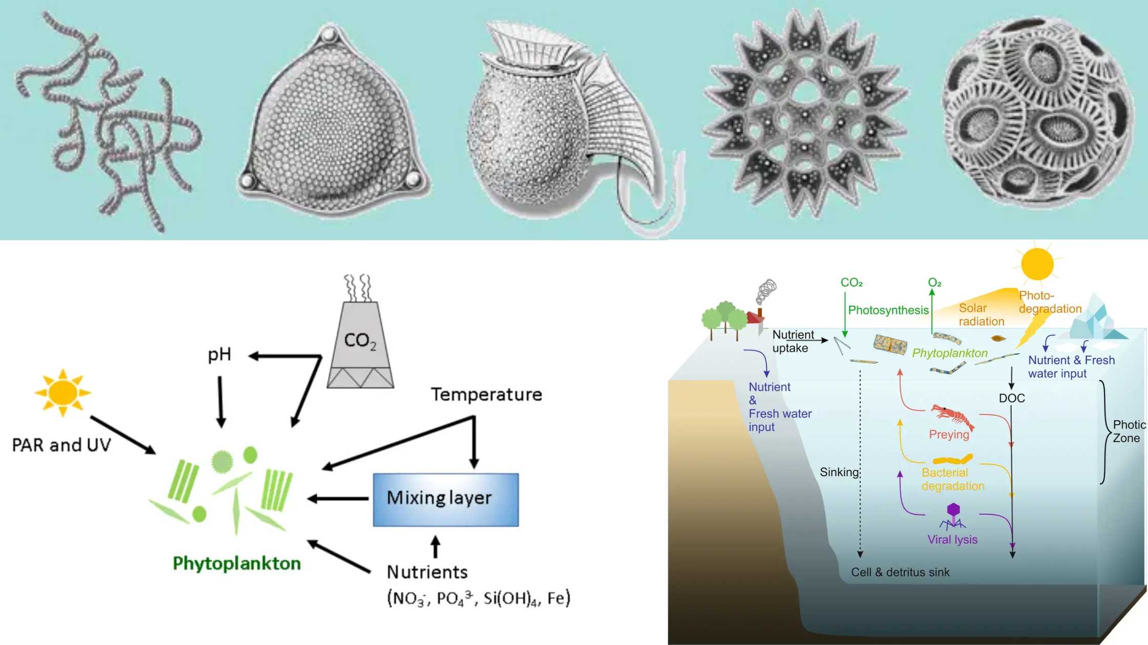 Phytoplankton - Definition, Types, Importance, Example