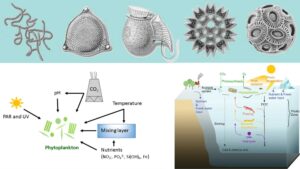 Phytoplankton – Definition, Types, Importance, Example