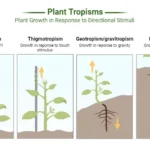 Tropism
