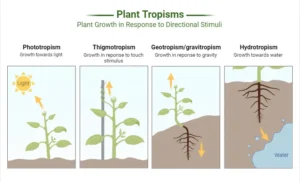Tropism – Definition, Types, Mechanism, Examples, Importance