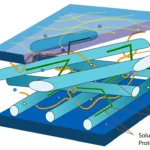 Microbial degradation of hemicellulose - Definition, Enzymes, Steps, Mechanisms