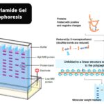 Native Polyacrylamide Gel Electrophoresis (PAGE)