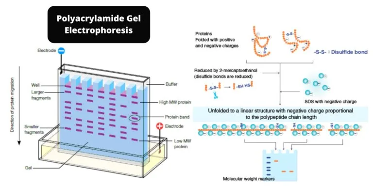 Native Polyacrylamide Gel Electrophoresis (PAGE)