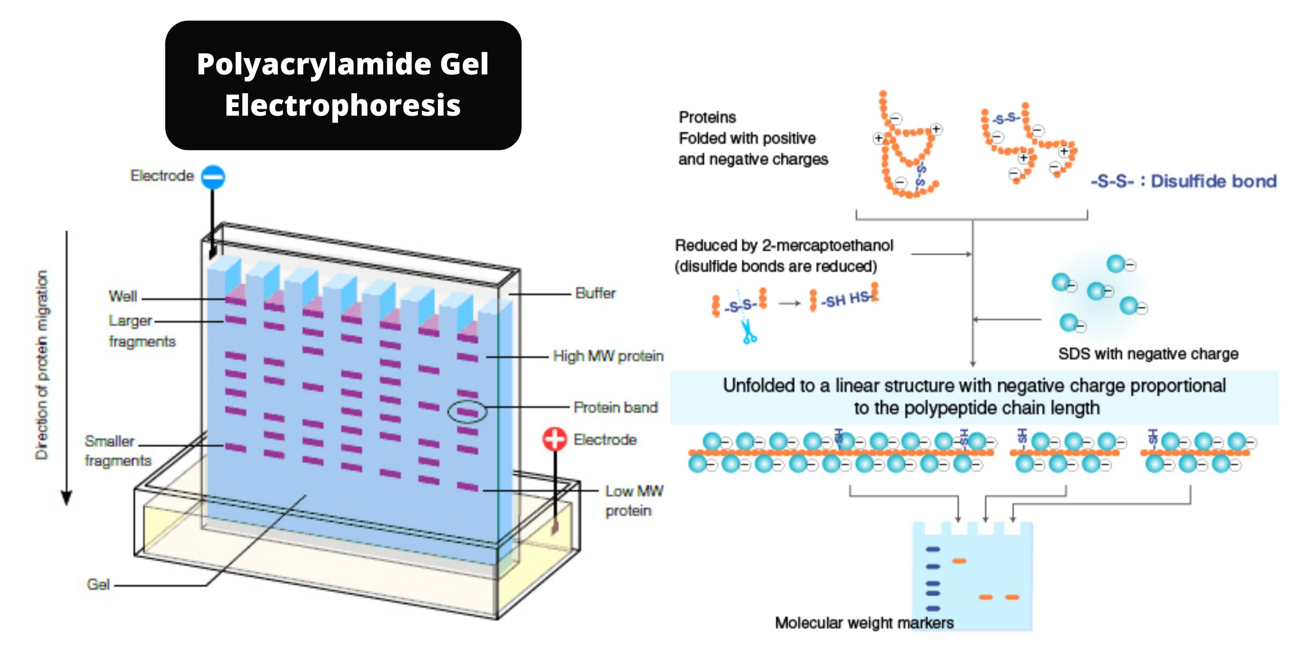 Native Polyacrylamide Gel Electrophoresis (PAGE)