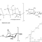 Polysaccharide - Definition, Types, Structure, Functions, Examples