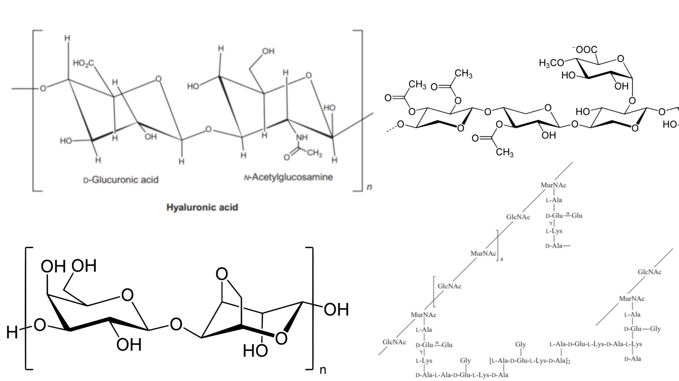 Polysaccharide - Definition, Types, Structure, Functions, Examples