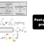 Post-glycolysis processes