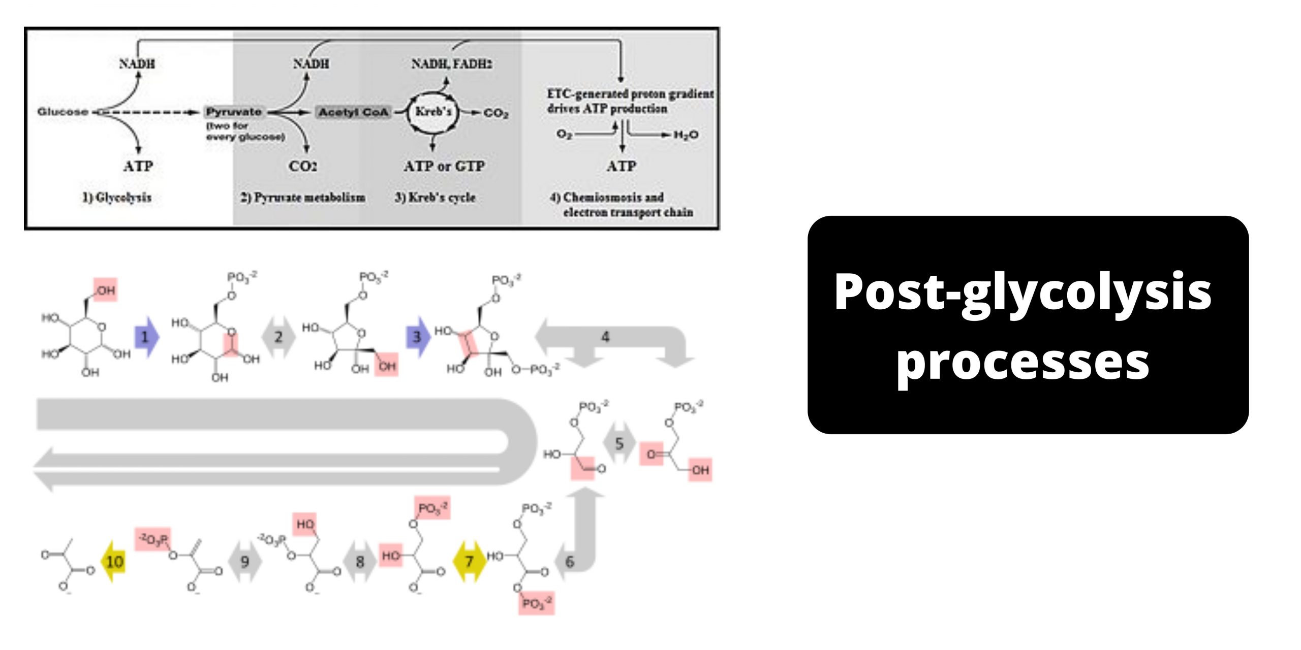 Post-glycolysis processes