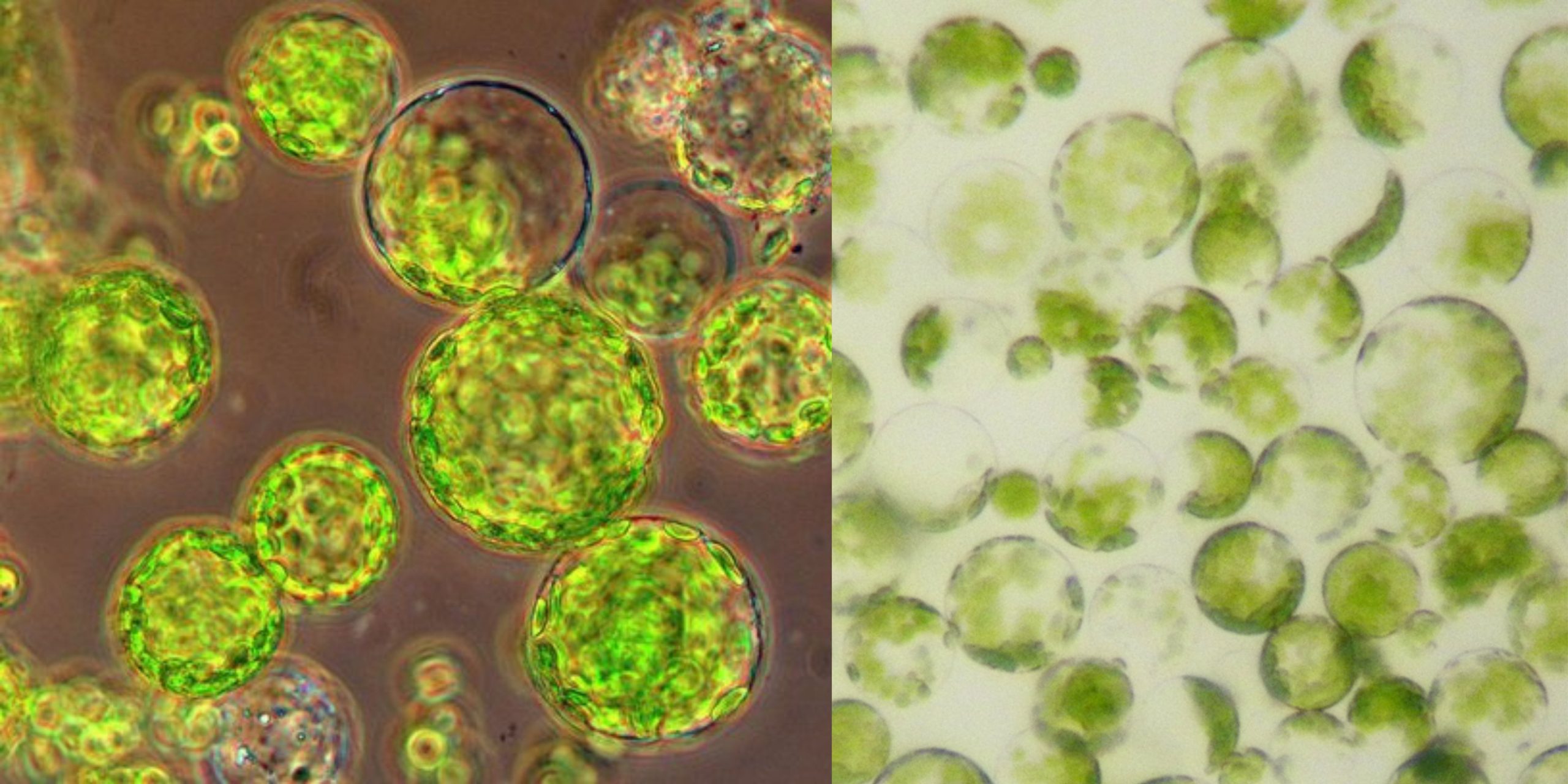 Protoplast Culture Methods