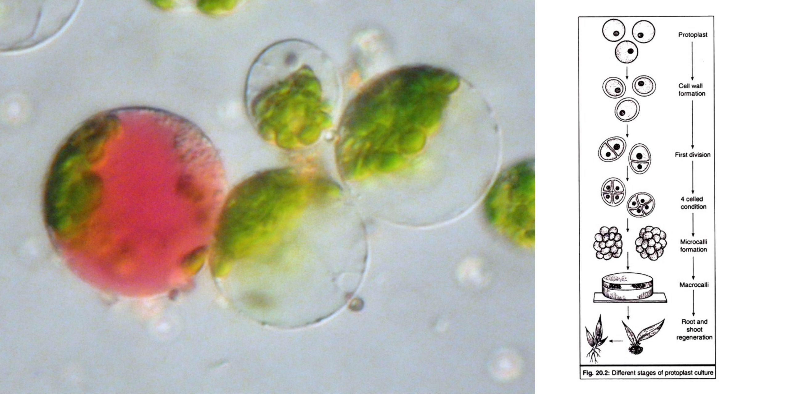 Protoplasts fusion - Somatic fusion