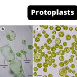 Protoplasts - Definition, Application and Protoplasts Culture