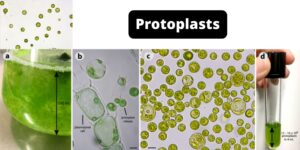 Protoplasts – Definition, Application and Protoplasts Culture