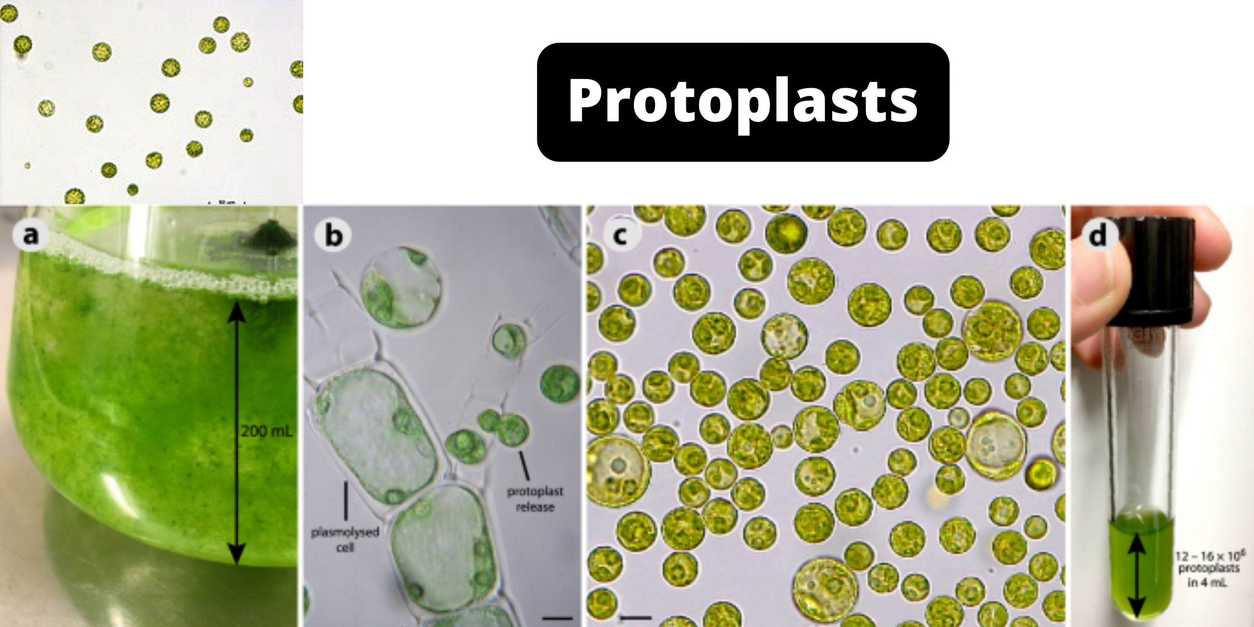 Protoplasts - Definition, Application and Protoplasts Culture