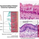 Pseudostratified Columnar Epithelium - Definition, Structure, Function, Types