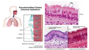 Pseudostratified Columnar Epithelium – Definition, Structure, Function, Types