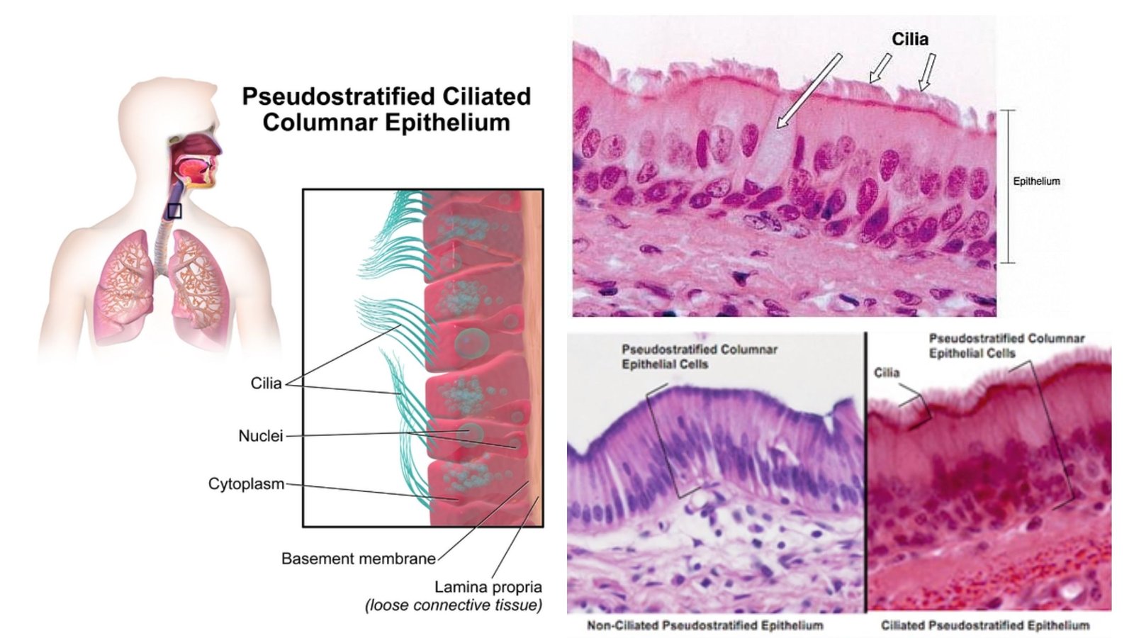Pseudostratified Columnar Epithelium - Definition, Structure, Function, Types
