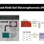 Pulsed-field Gel Electrophoresis (PFGE) - Definition, Types, Steps, Applications