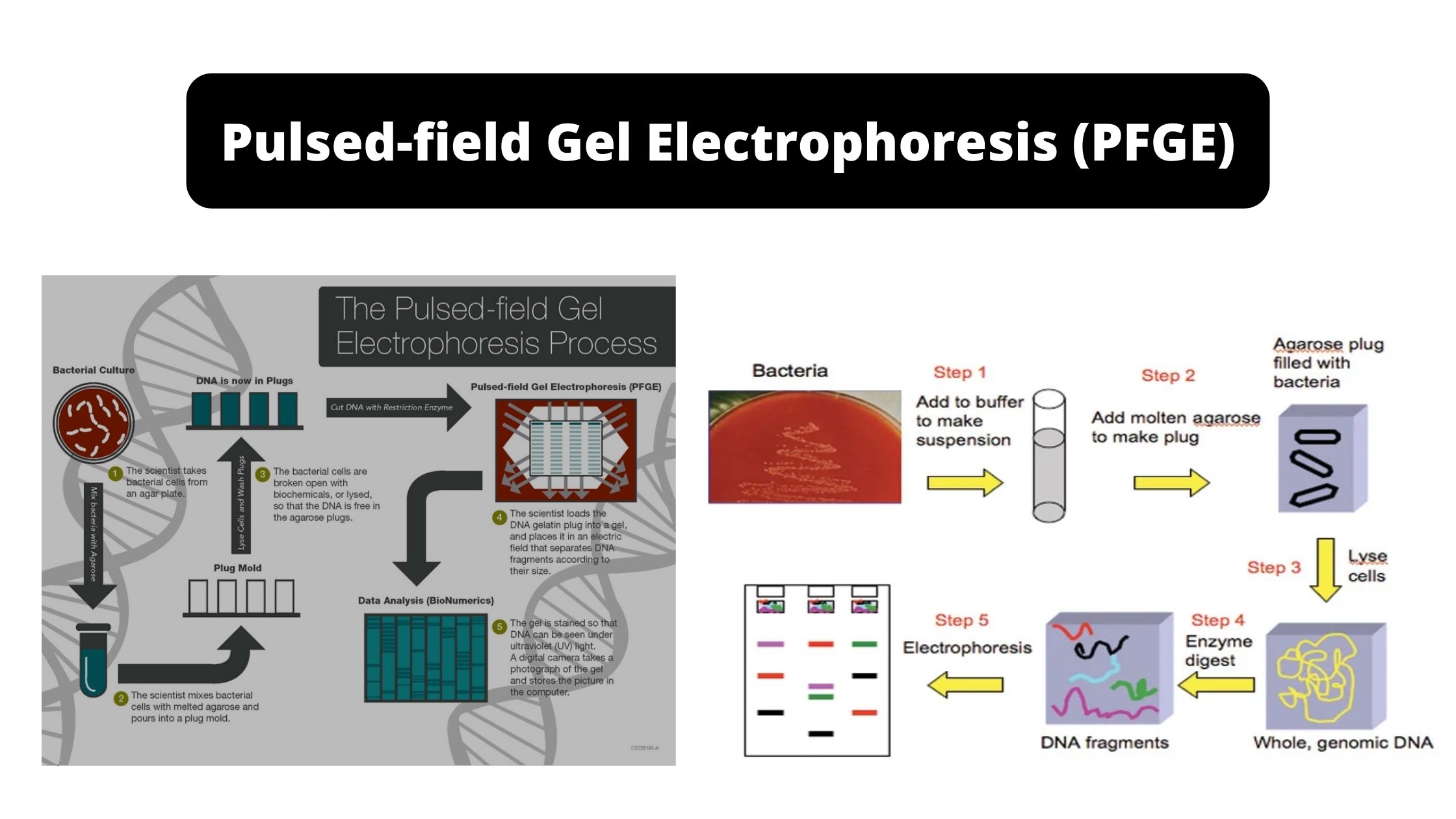 Pulsed-field Gel Electrophoresis (PFGE) - Definition, Types, Steps, Applications