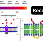 Receptor - Definition, Structure, Types, Mechanism, Importance, Examples