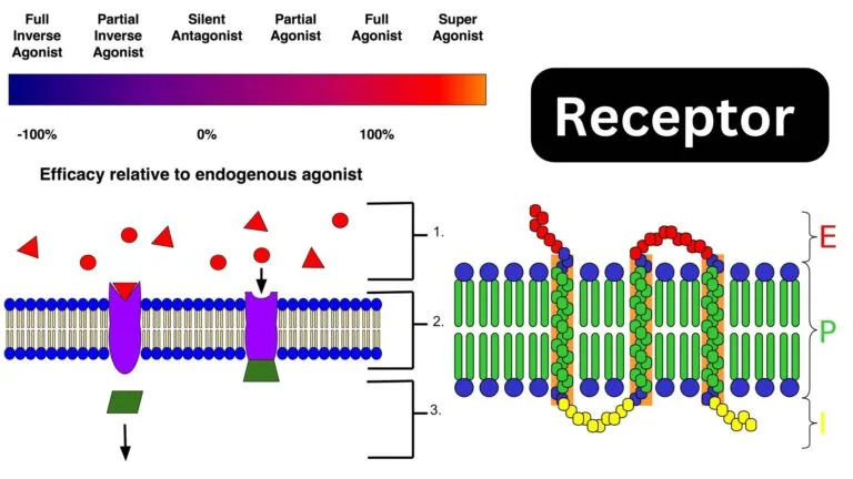 Receptor - Definition, Structure, Types, Mechanism, Importance, Examples