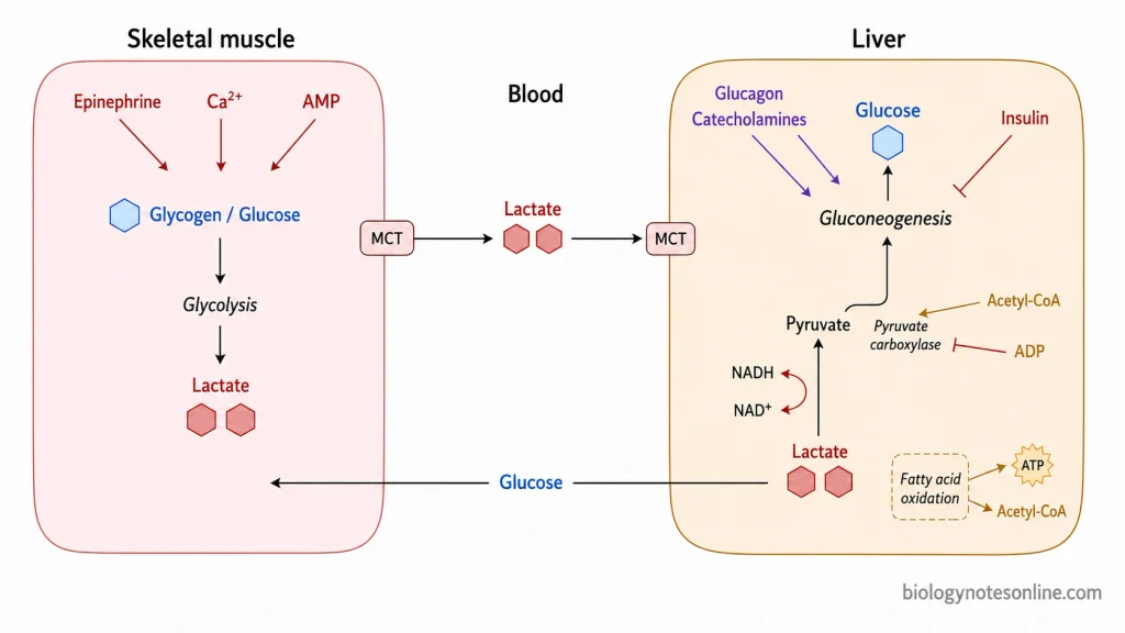 Cori Cycle: Definition, Steps, Energy Cost, and Significance 4 Regulatory schematic showing how muscle glycolysis, lactate transport, glucagon, epinephrine, insulin, hepatic energy state, acetyl-CoA, and redox balance influence Cori cycle flux.