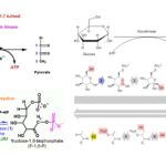 Regulation of Glycolysis