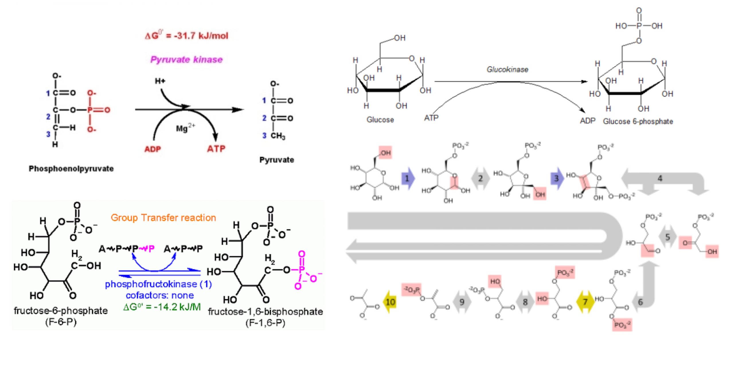 Regulation of Glycolysis